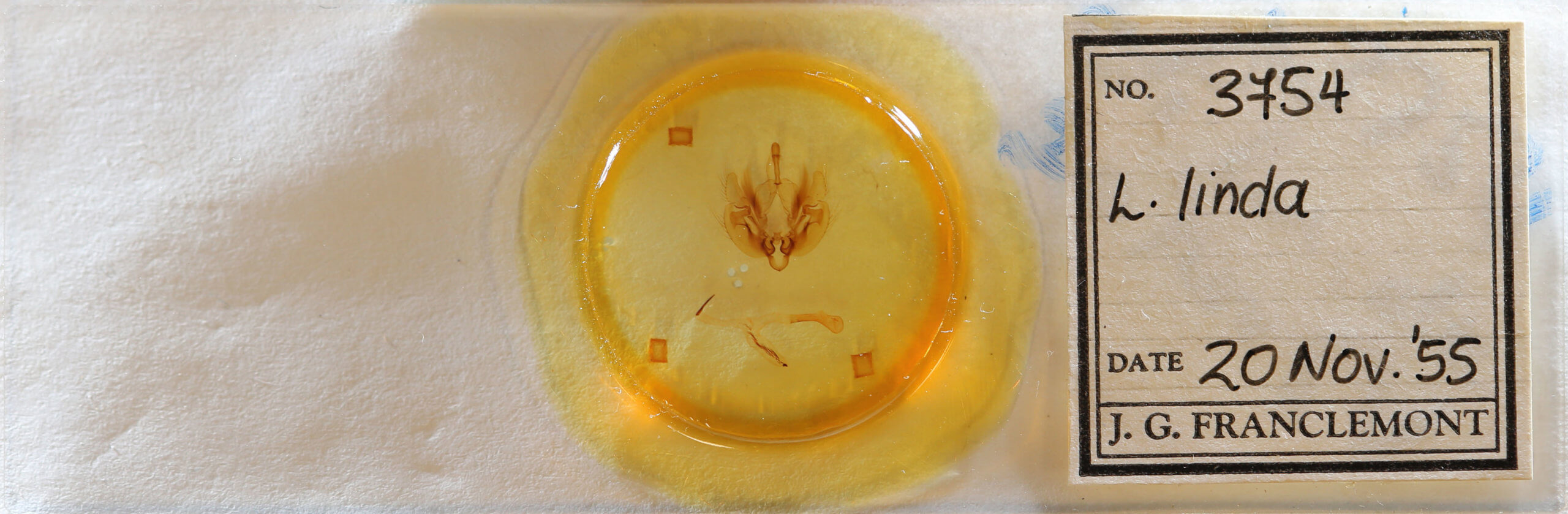 slide view of adult Leucania linda