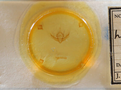 slide view of adult Resapamea stipata