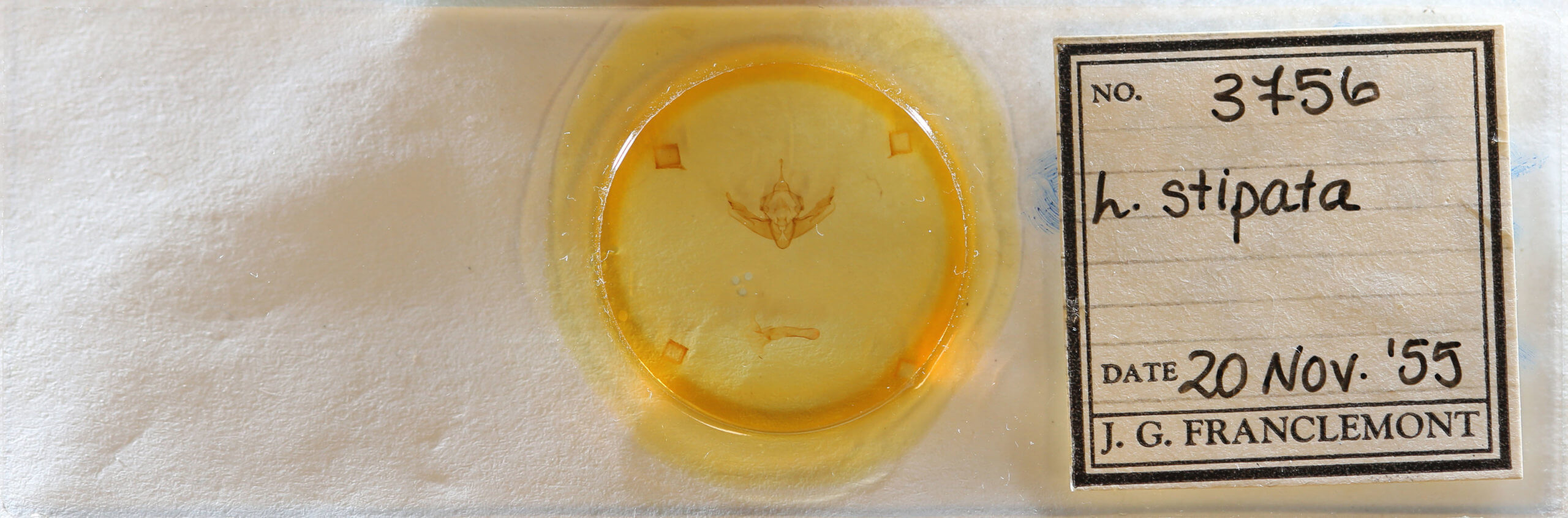 slide view of adult Resapamea stipata