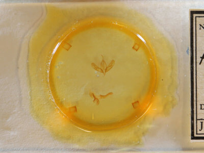 slide view of adult Acronicta albarufa