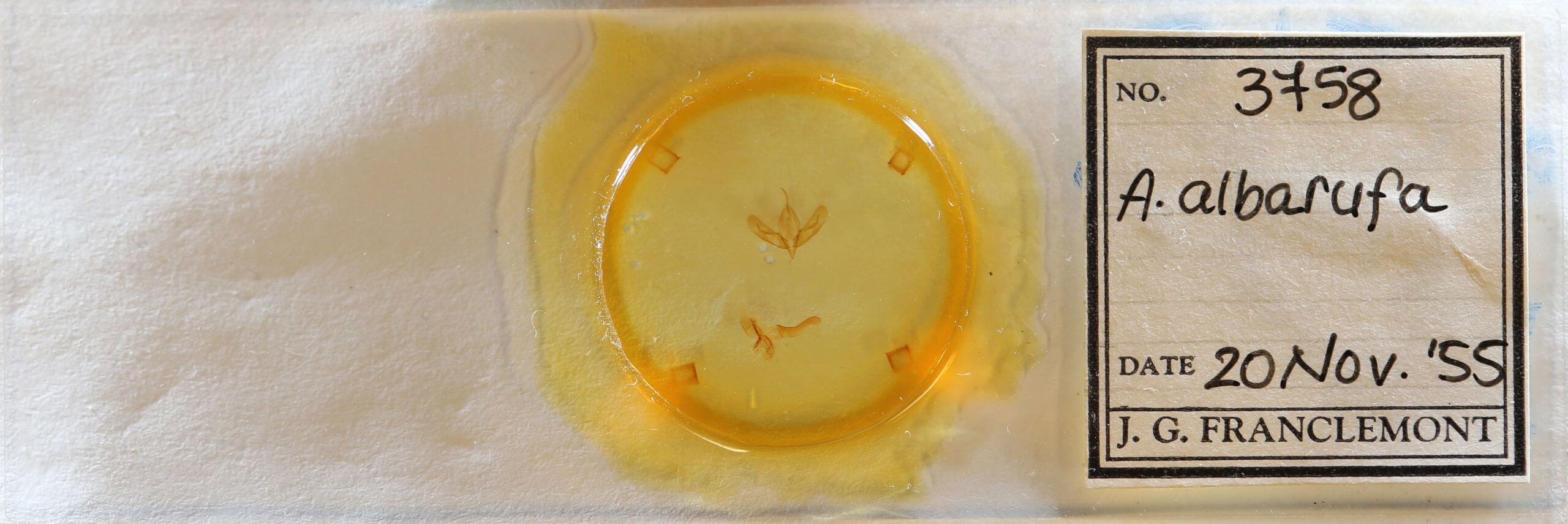 slide view of adult Acronicta albarufa