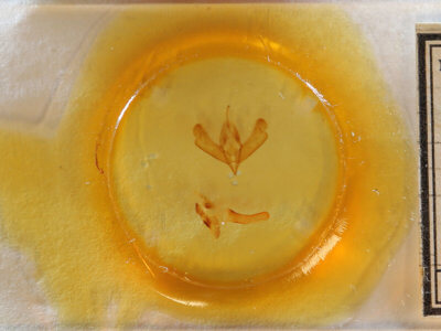 slide view of adult Acronicta brumosa