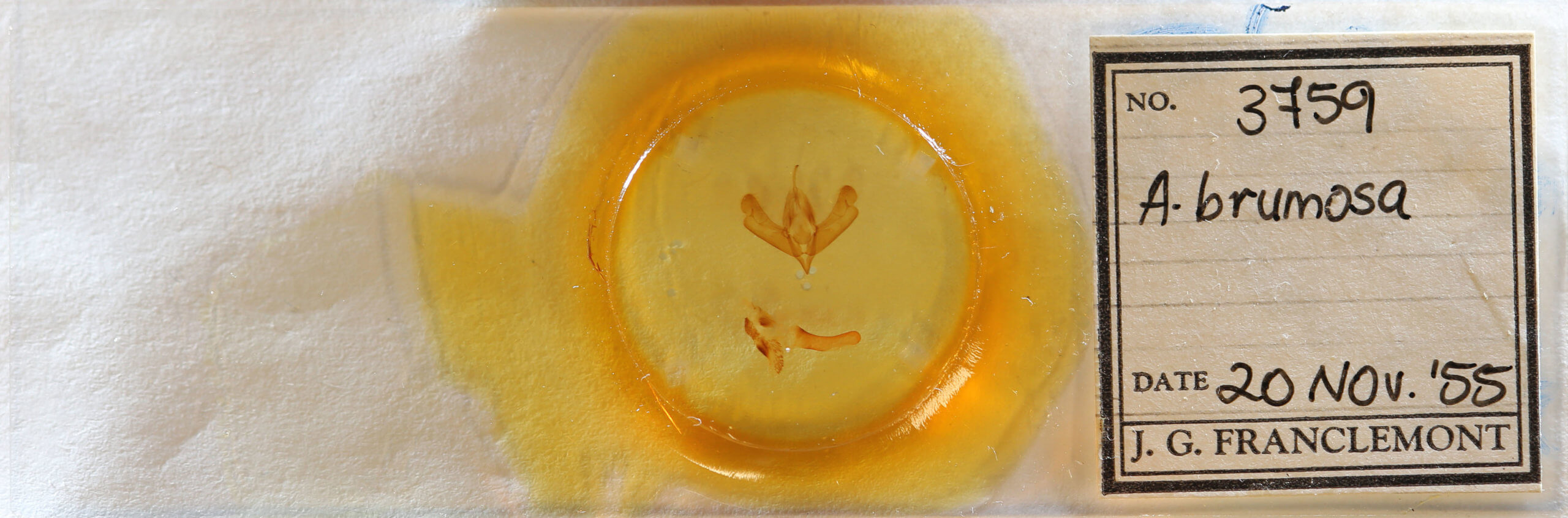 slide view of adult Acronicta brumosa