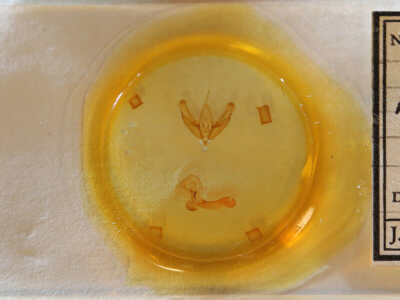 slide view of adult Acronicta tritona