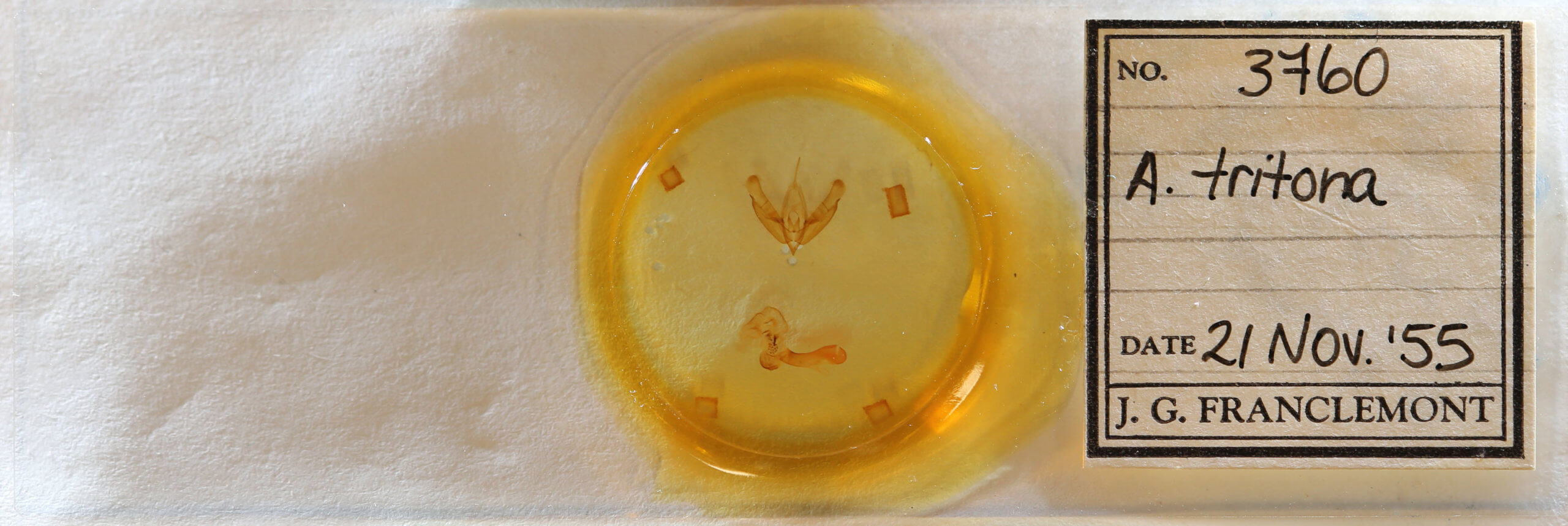 slide view of adult Acronicta tritona