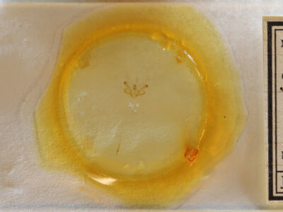 slide view of adult Macaria granitata