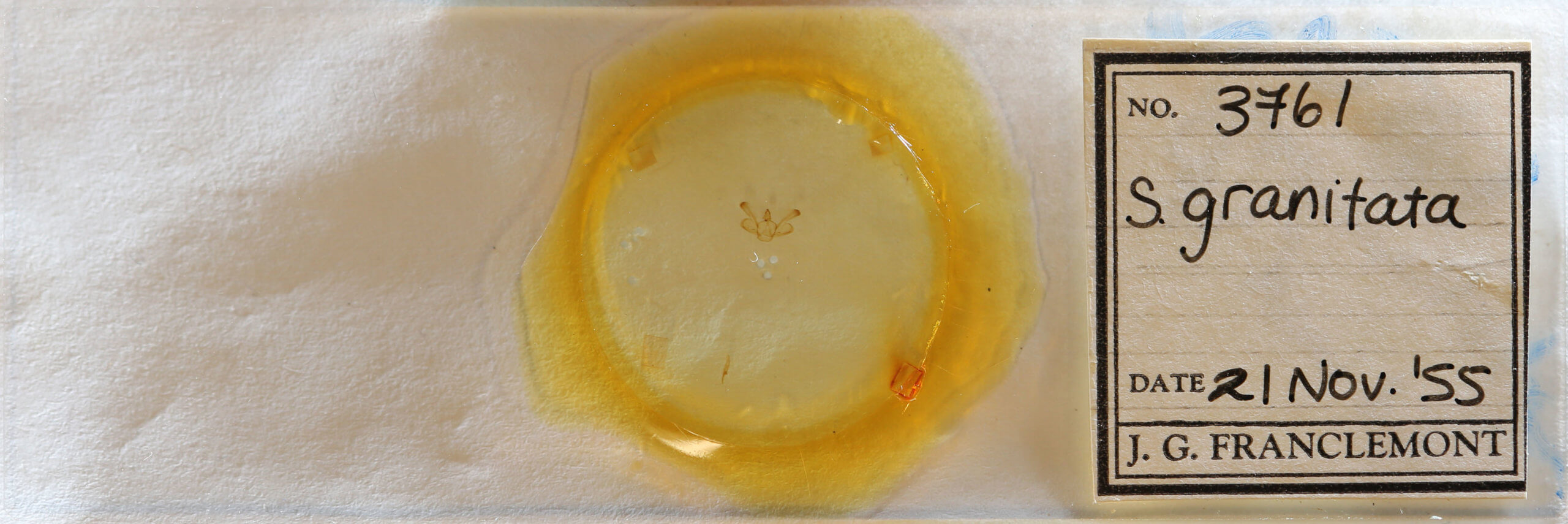 slide view of adult Macaria granitata