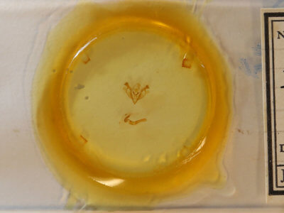 slide view of adult Iodopepla u-album