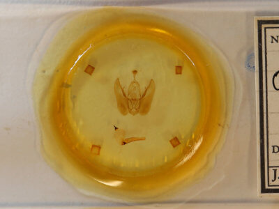 slide view of adult Orthodes majuscula