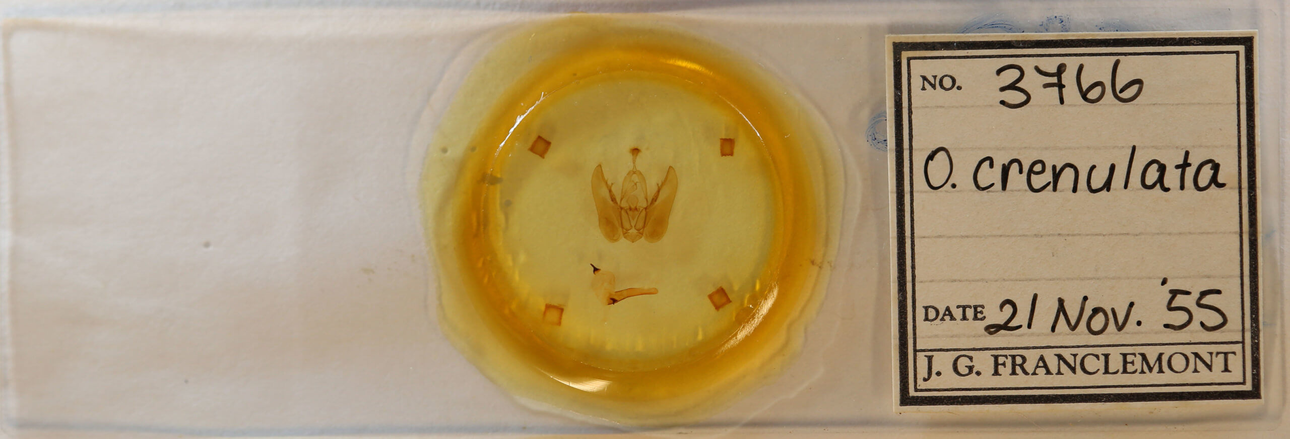 slide view of adult Orthodes majuscula