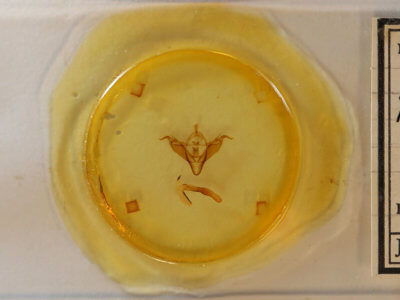 slide view of adult Abagrotis cupida