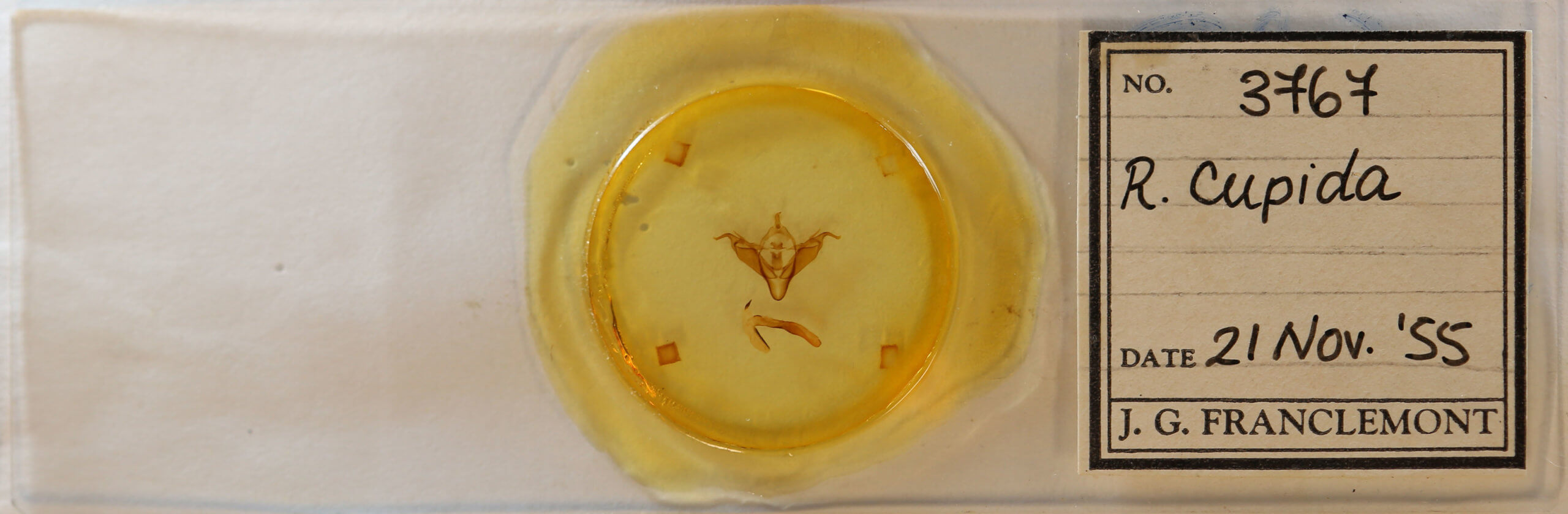 slide view of adult Abagrotis cupida