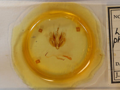 slide view of adult Leucania phragmitidicola