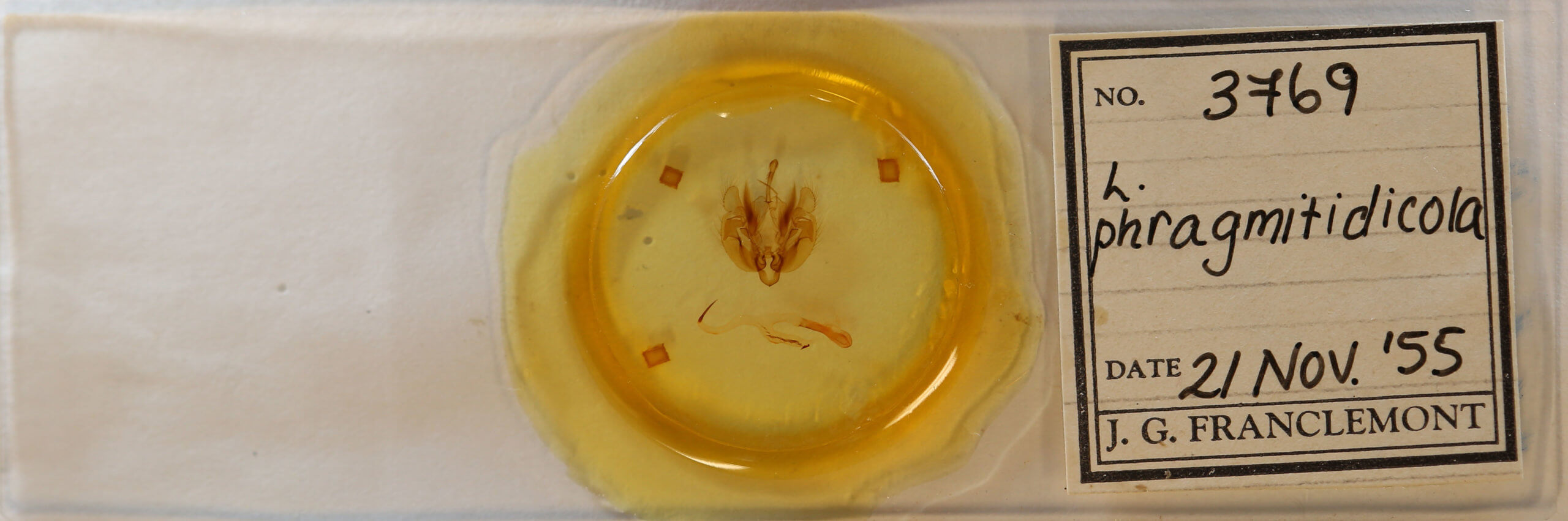 slide view of adult Leucania phragmitidicola