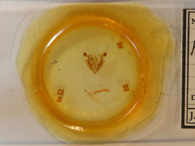 slide view of adult Homorthodes lindseyi