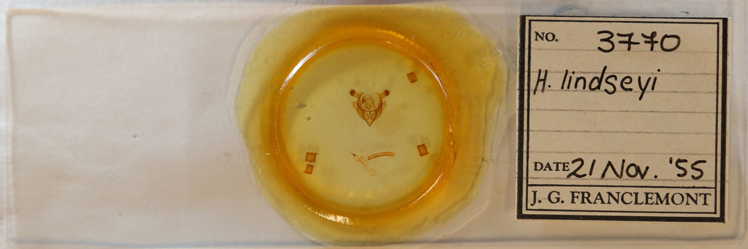 slide view of adult Homorthodes lindseyi