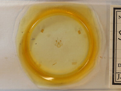 slide view of adult Macaria granitata