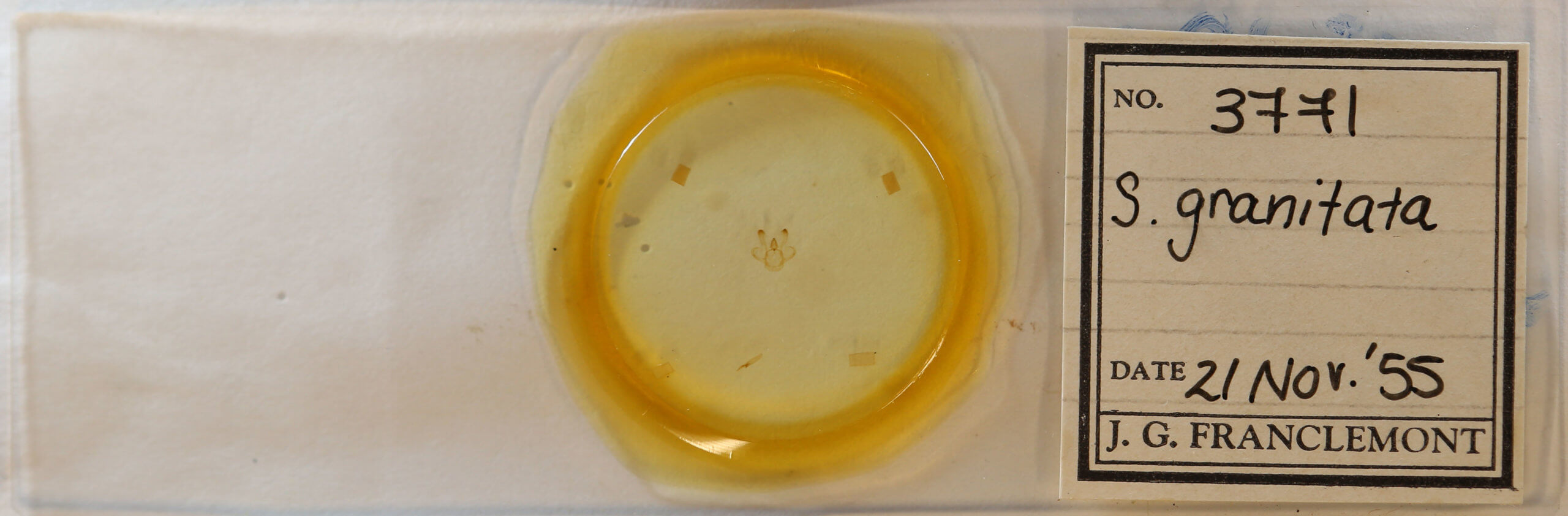 slide view of adult Macaria granitata