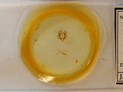 slide view of adult Elaphria chalcedonia