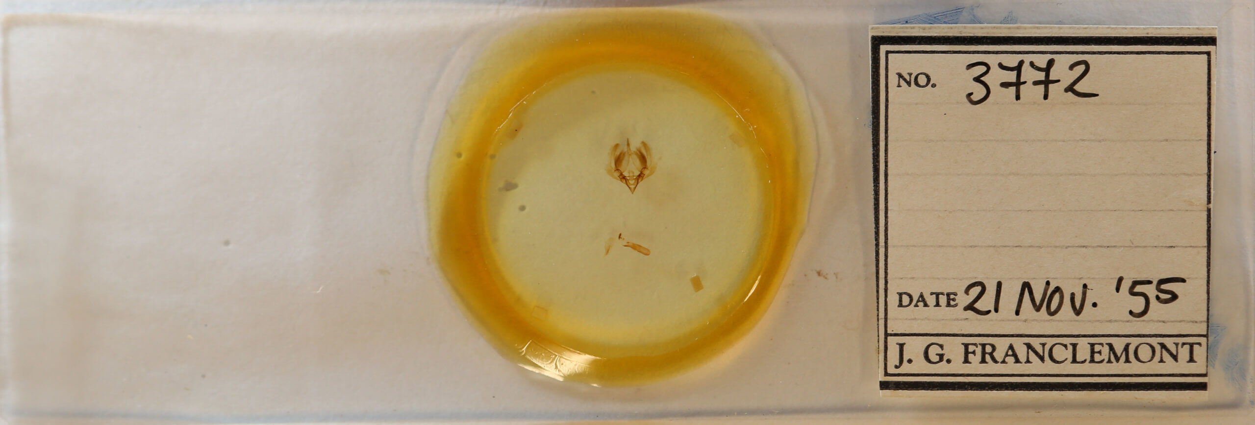 slide view of adult Elaphria chalcedonia