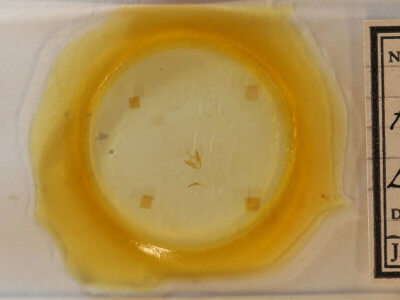 slide view of adult Hyperstrotia flaviguttata