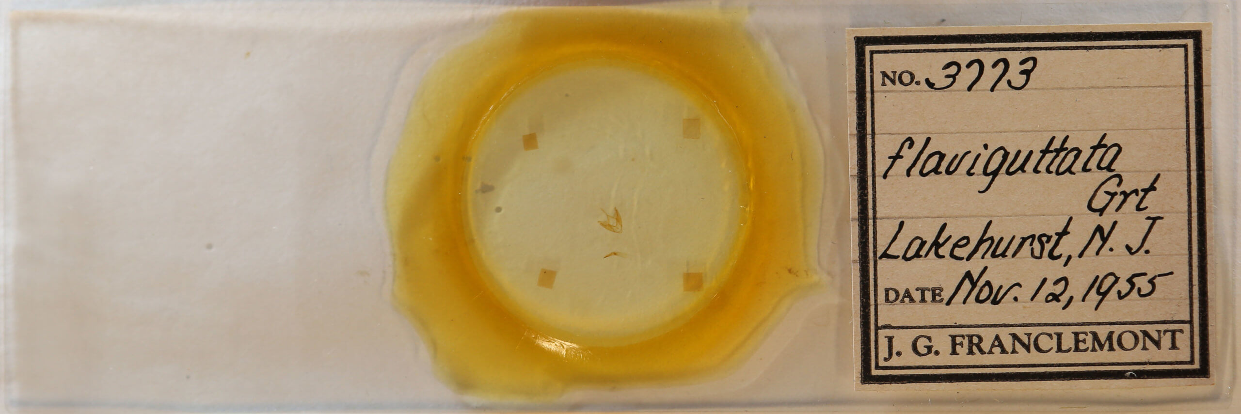 slide view of adult Hyperstrotia flaviguttata