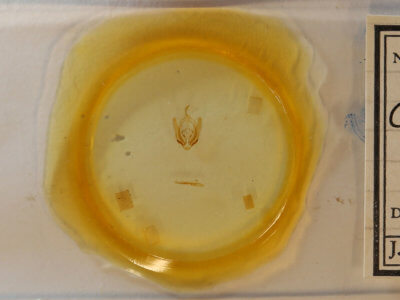 slide view of adult Callopistria granitosa