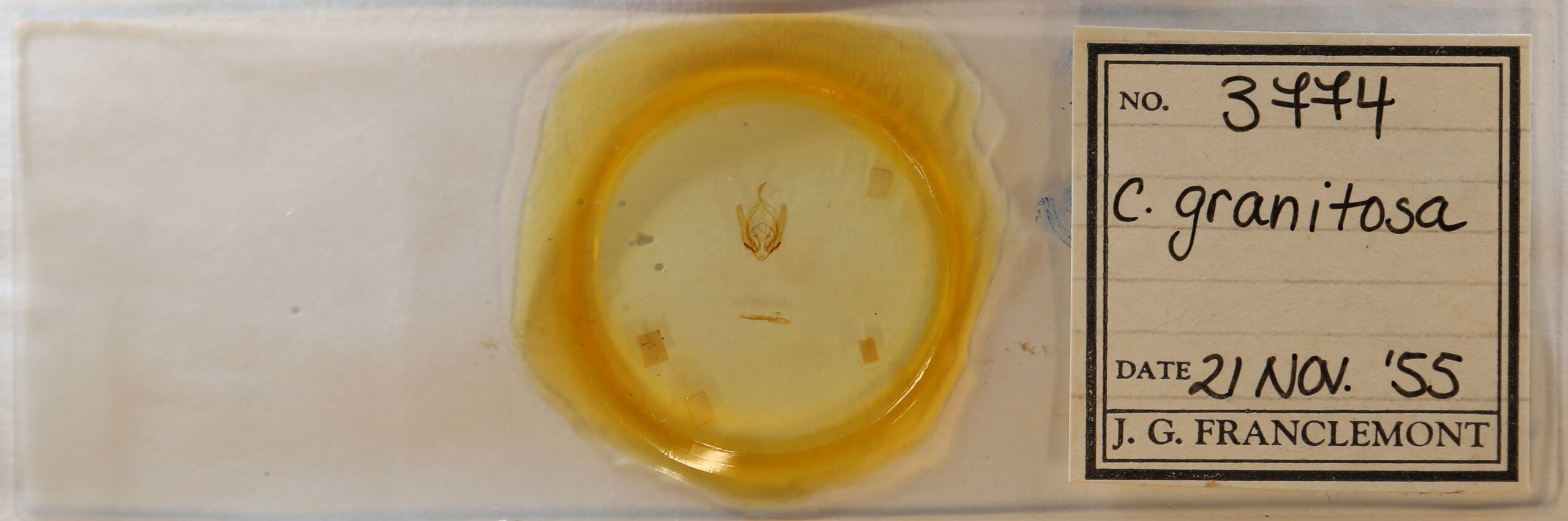 slide view of adult Callopistria granitosa