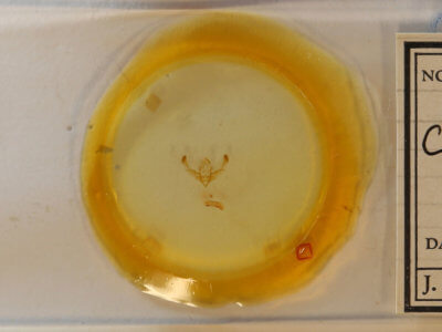 slide view of adult Chytonix  sensilis