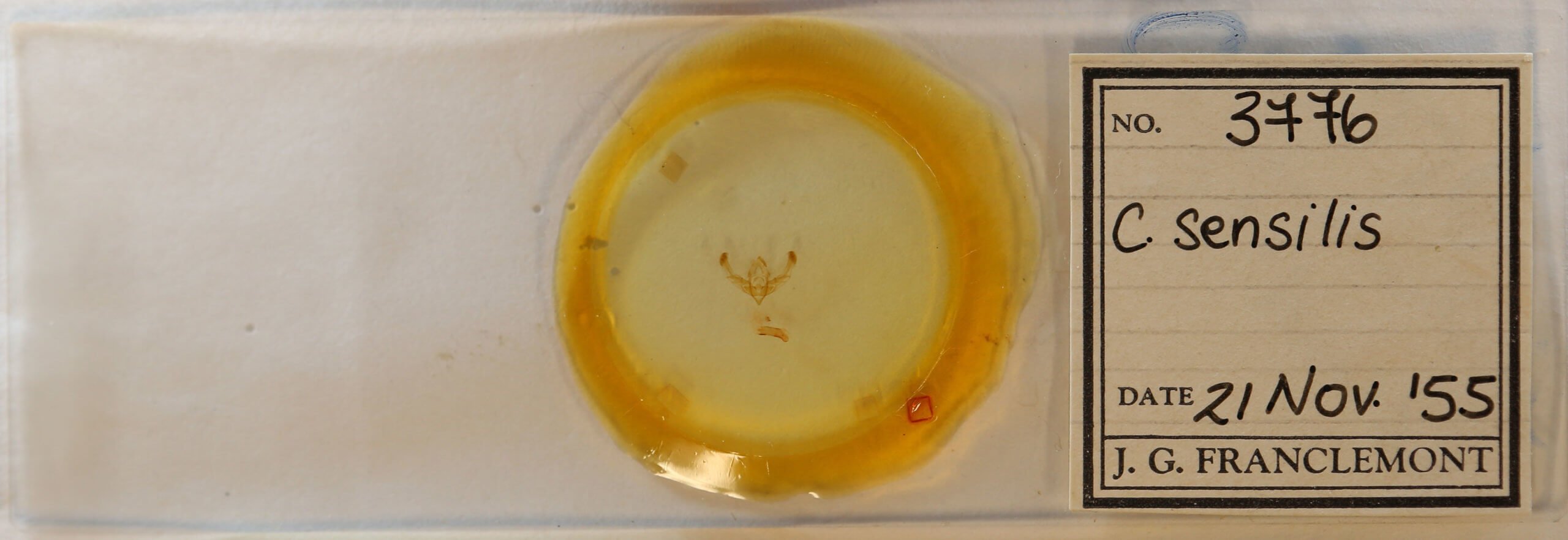 slide view of adult Chytonix  sensilis