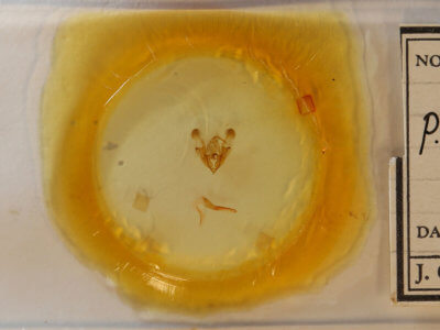 slide view of adult Protorthodes oviduca