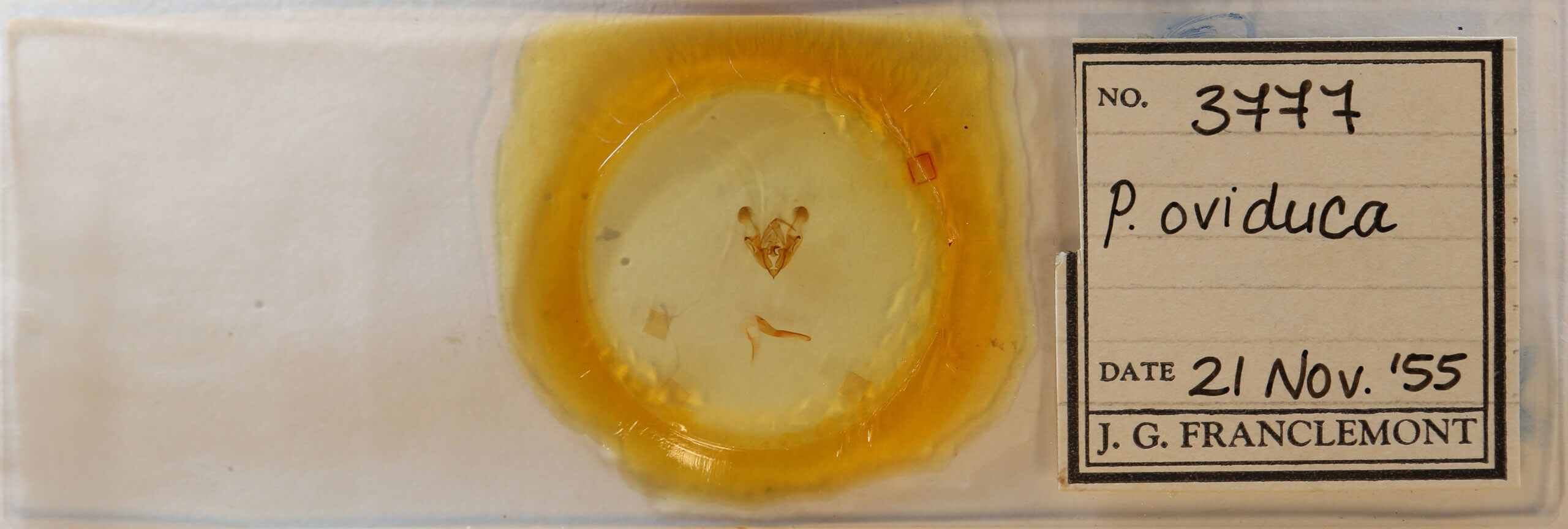 slide view of adult Protorthodes oviduca