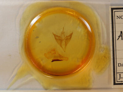 slide view of adult Apantesis phalerata