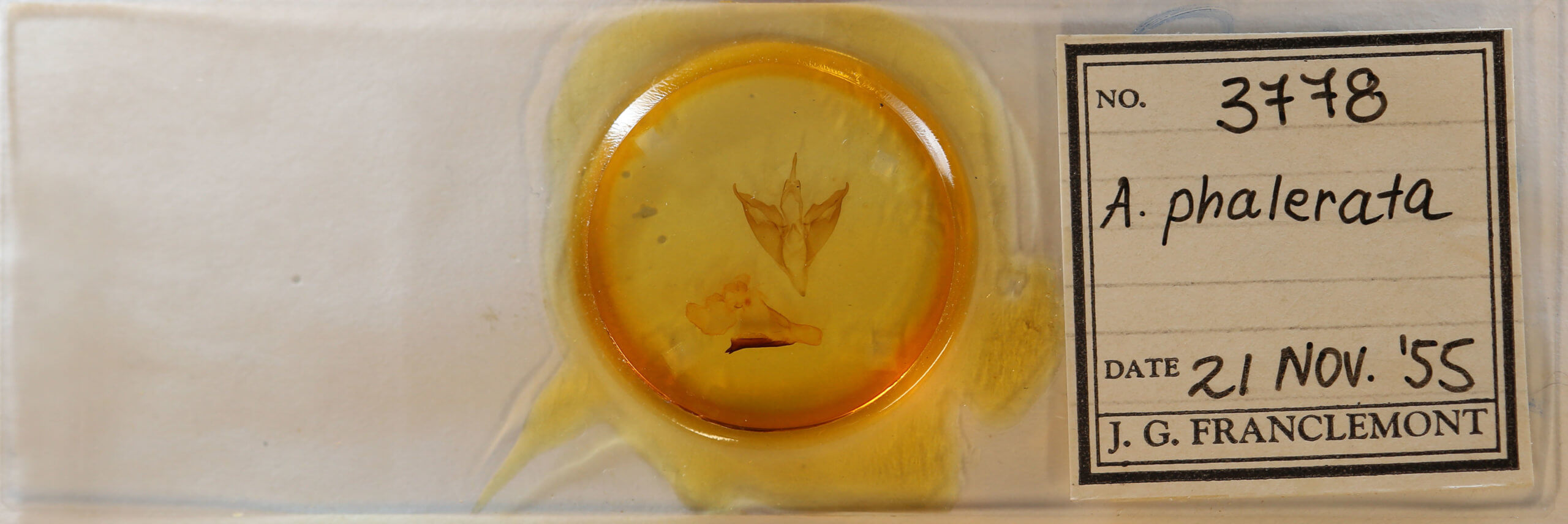 slide view of adult Apantesis phalerata