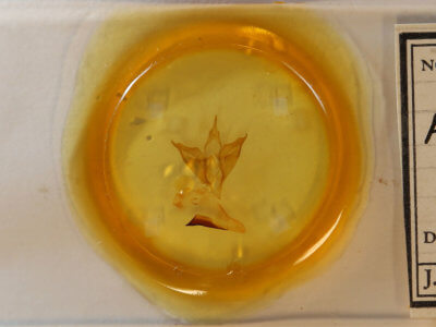 slide view of adult Apantesis phalerata