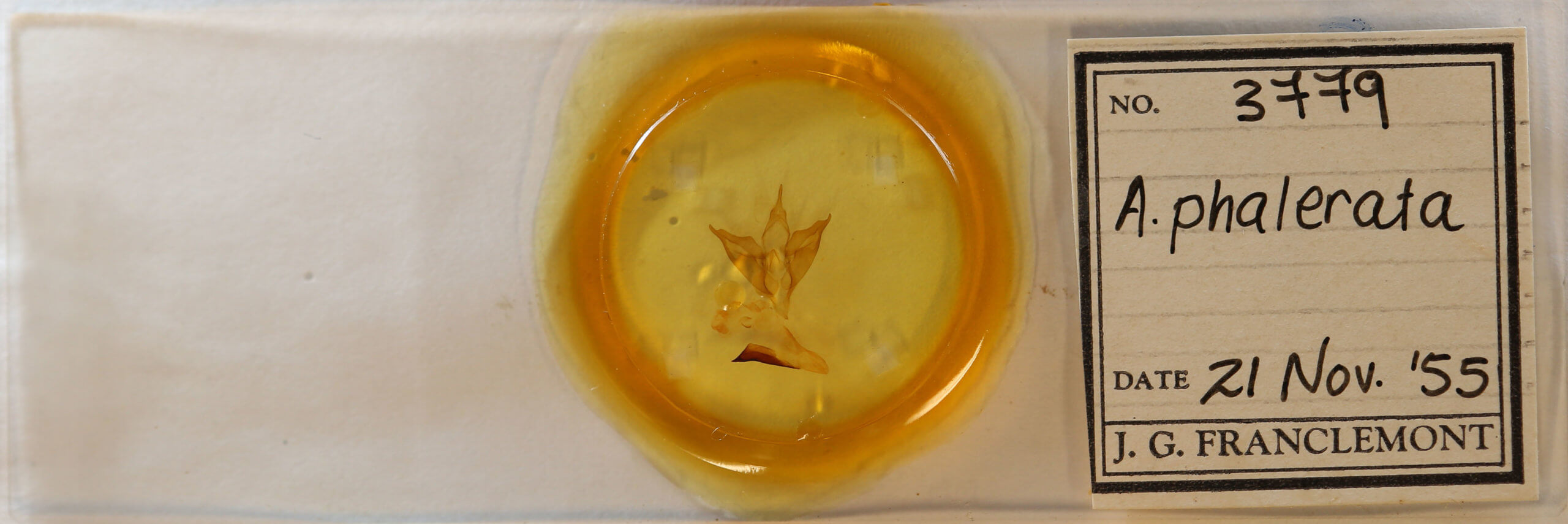 slide view of adult Apantesis phalerata