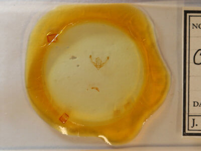 slide view of adult Chytonix sensilis