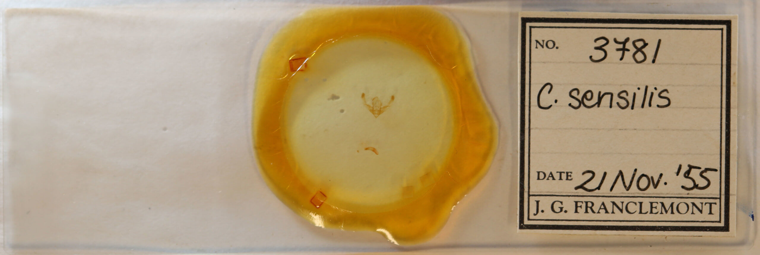 slide view of adult Chytonix sensilis