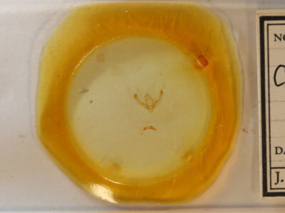 slide view of adult Chytonix sensilis