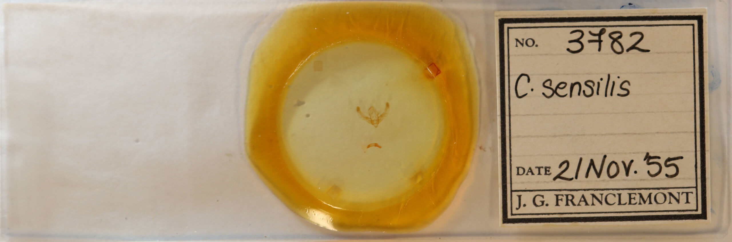 slide view of adult Chytonix sensilis