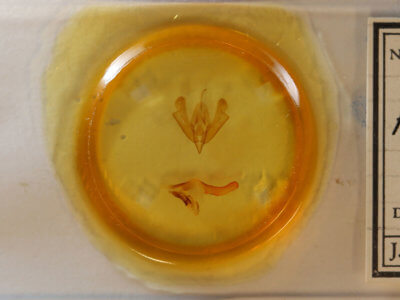 slide view of adult Acronicta afflicta