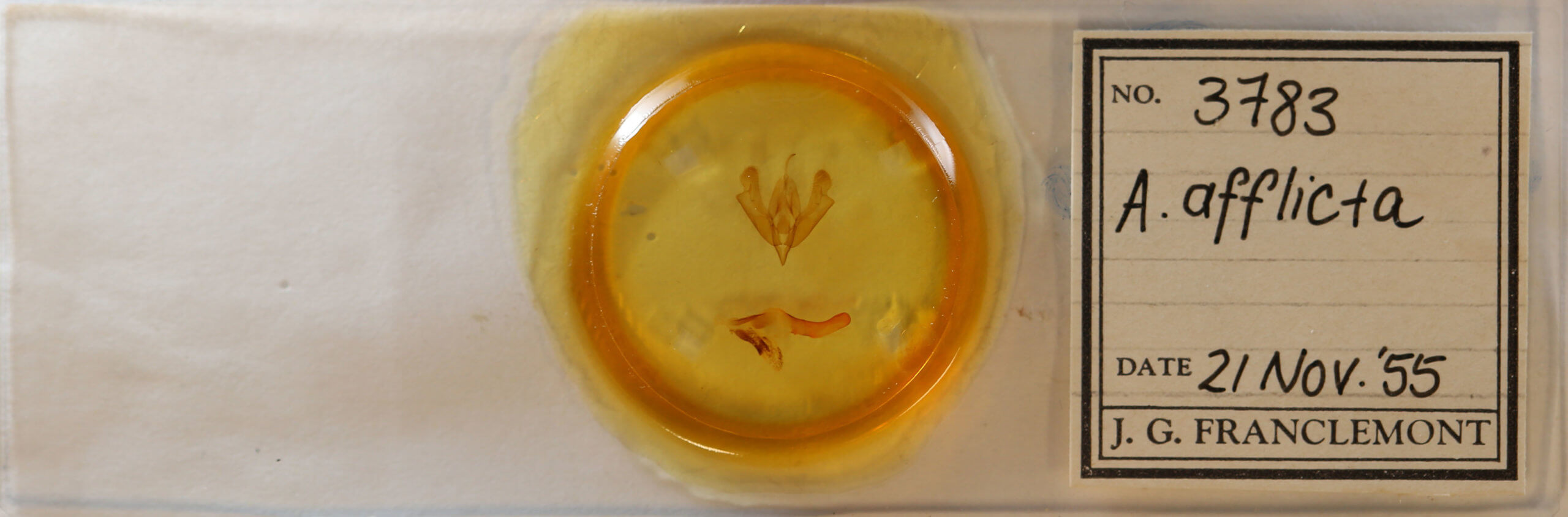 slide view of adult Acronicta afflicta