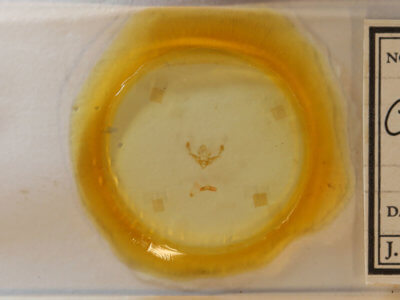 slide view of adult Chytonix  sensilis