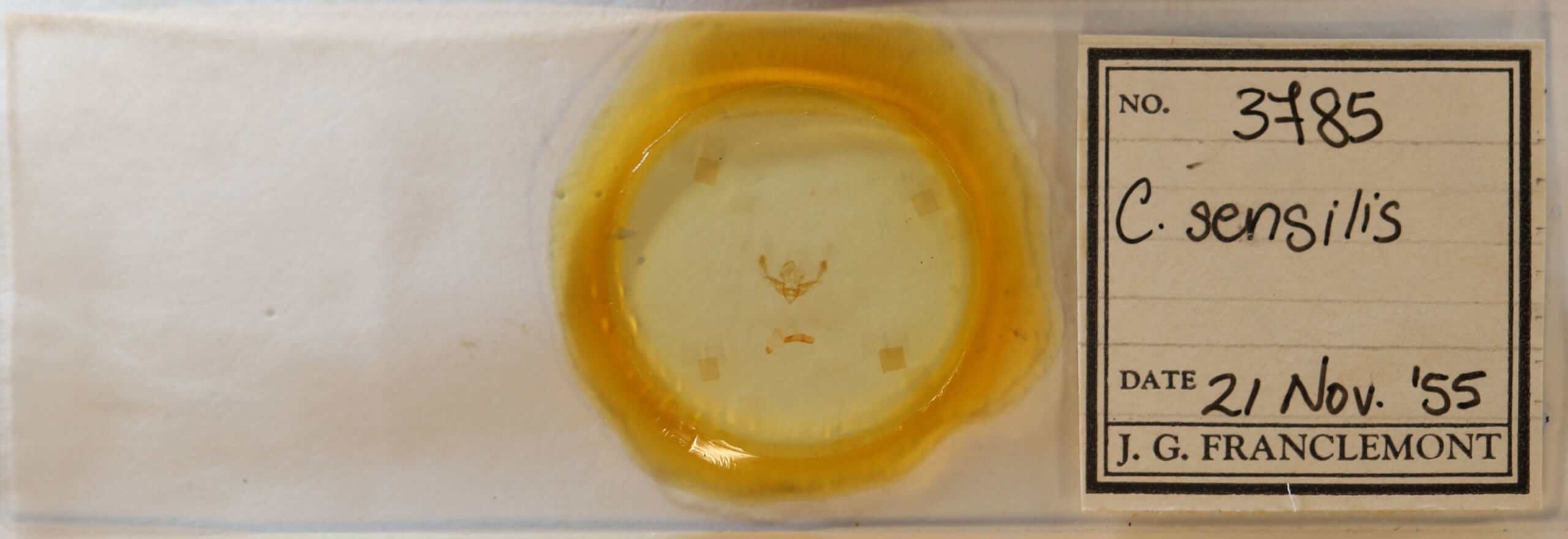 slide view of adult Chytonix  sensilis