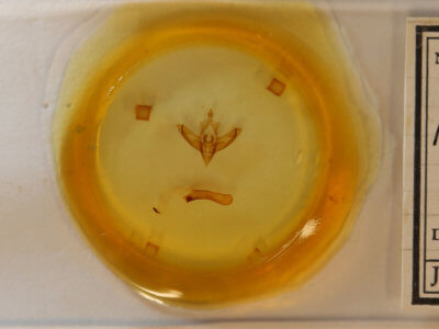 slide view of adult Panthea furcilla furcilla