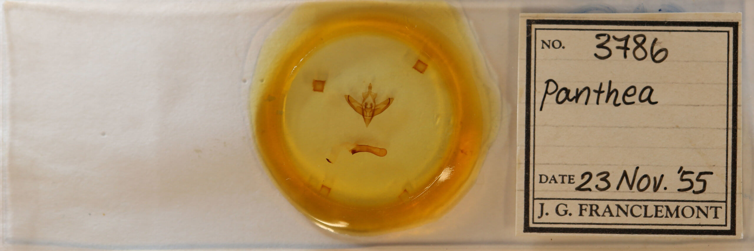 slide view of adult Panthea furcilla furcilla