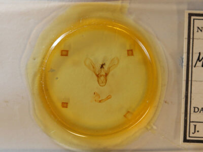 slide view of adult Melipotis jucunda