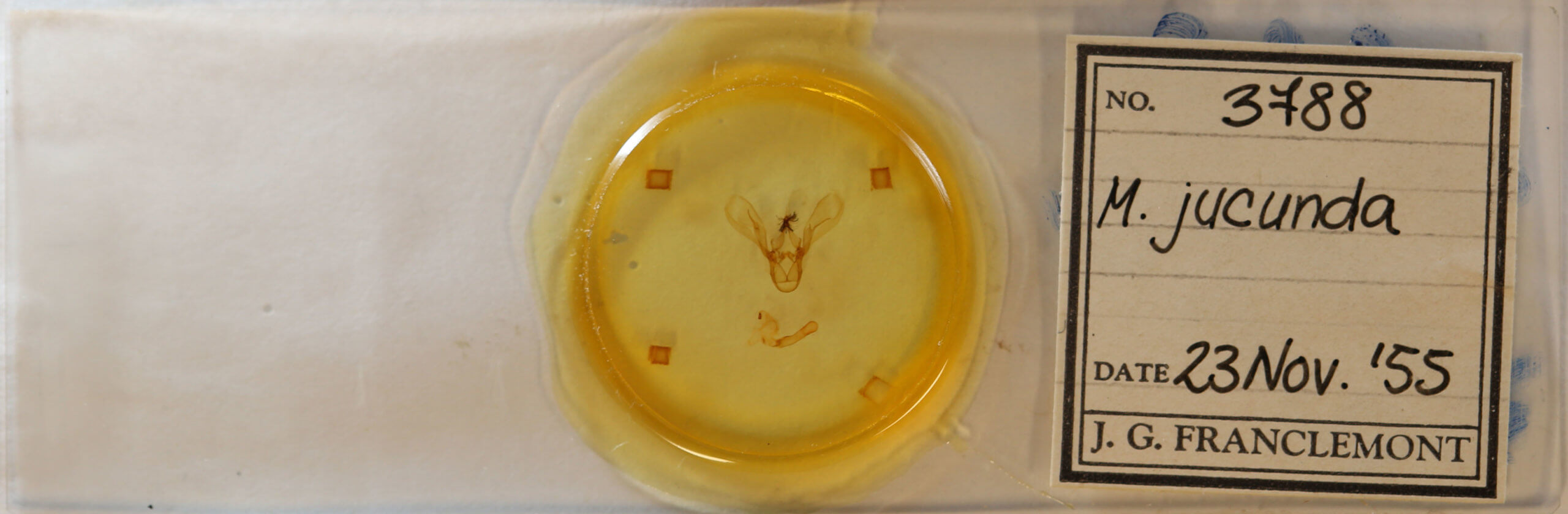 slide view of adult Melipotis jucunda