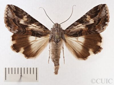 dorsal view of adult Melipotis jucunda