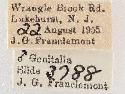 label view of adult Melipotis jucunda